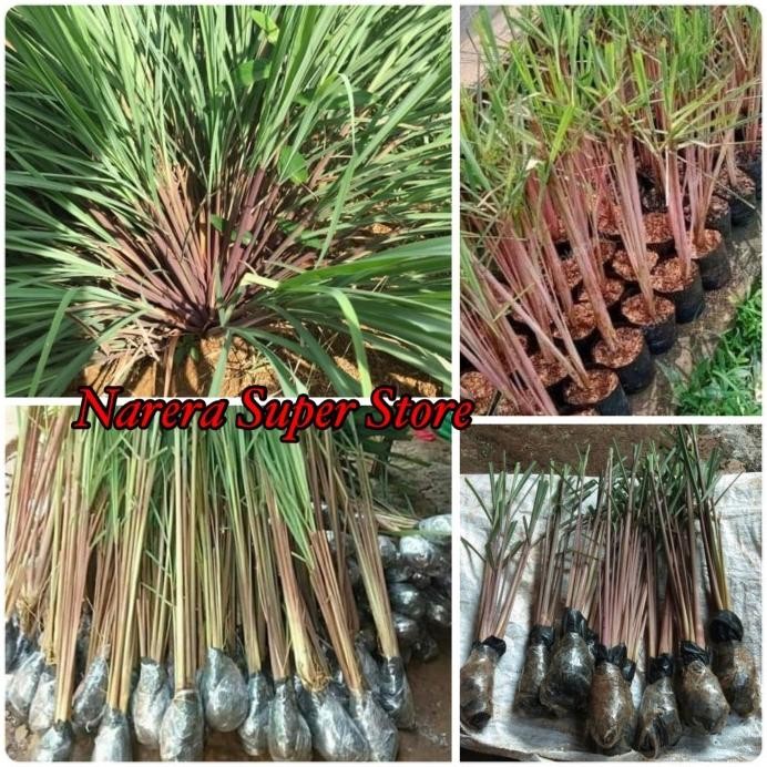 

Terlaris Bibit Sereh Merah Lanang Serai Sere Wangi Tanaman Obat Herbal Alami D3V!!