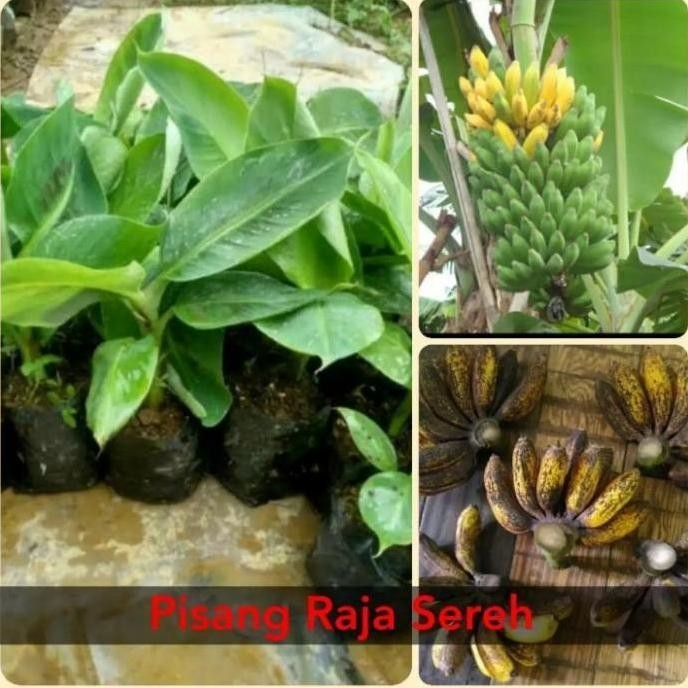 

Terlaris Bibit Pohon Pisang Raja Sereh Super Bbbb