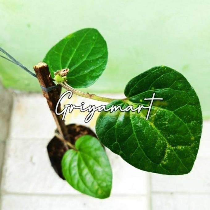 

Terlaris Bibit Pohon Sirih Hijau Temu Ros | Pohon Suruh Hijau Tem Jrcfty 7434My