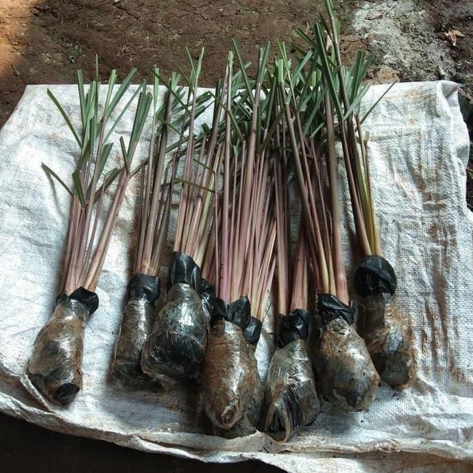

Terlaris Bibit Pohon Sereh Merah / Sereh Wangi Berkualitas