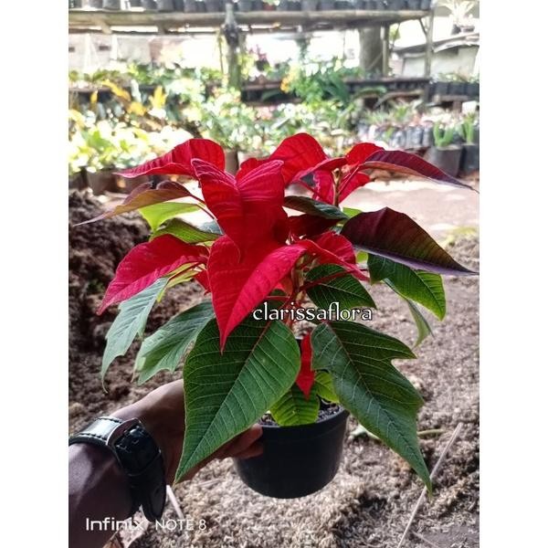 Tanaman Kastuba Merah - Pohon Kastuba - Tanaman Hias Kastuba