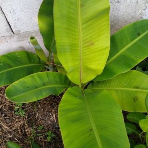 

Terlaris Bibit Pohon Pisang Raja Sereh 50Cm Ee25 Atv