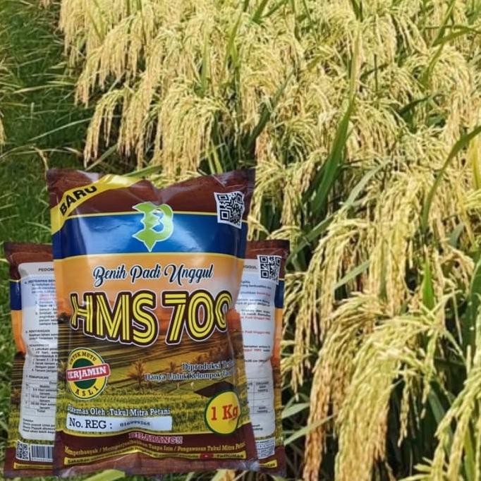 

Terlaris Benih Padi Hms 700 Unggulan Kigwri 3594Oe
