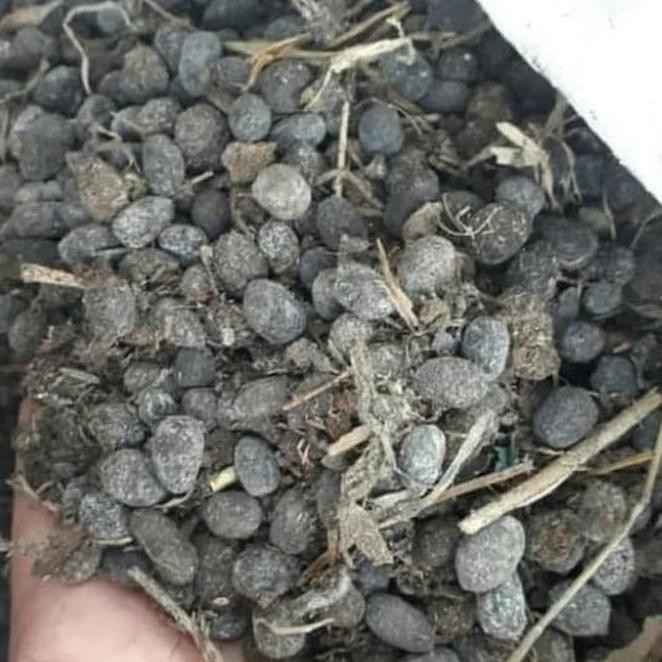 

Terlaris Pupuk Kandang Kambing - Kohe Kambing Murni 100%