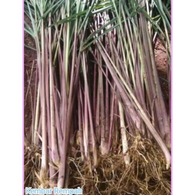 

Terlaris Bibit Sereh Merah / Sereh Wangi