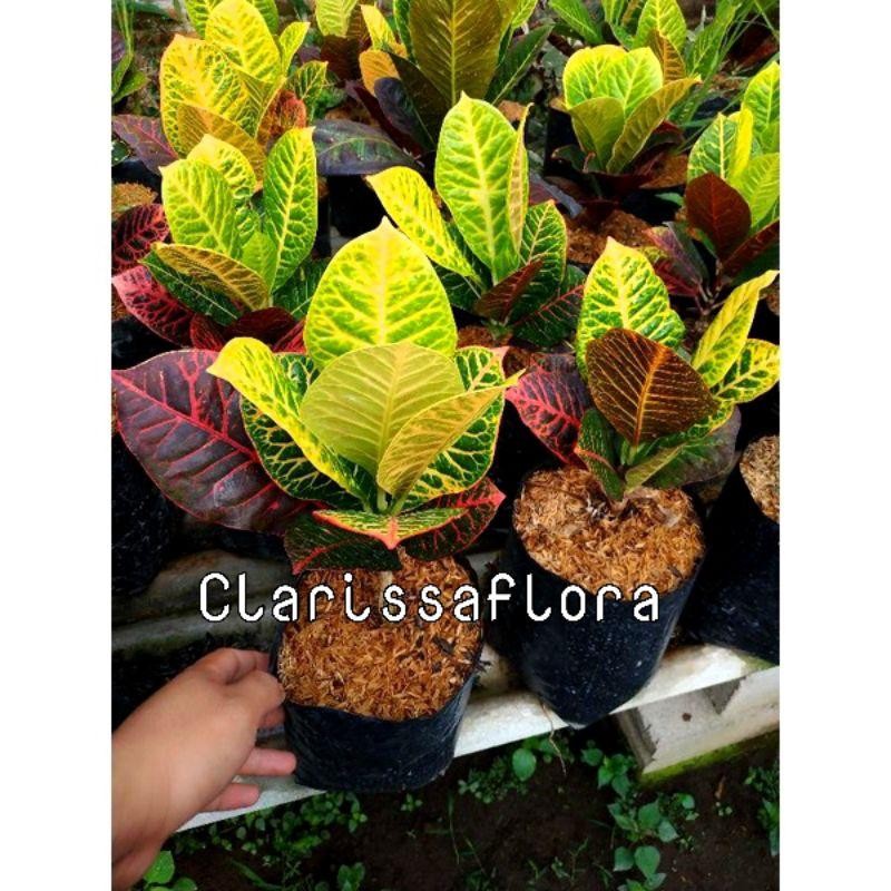 Tanaman Hias Puring Worten - Pohon Puring - Puring Worten Beauty