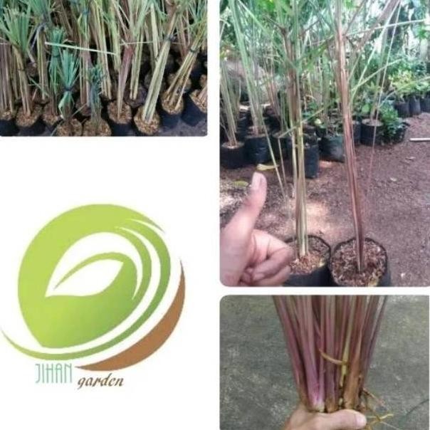 

Terlaris Harg4A Di Banting Terbaru Bibit Pohon Sereh Wangi Merah/Tanaman Serai