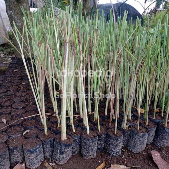 

Terlaris Bibit Sereh Putih Terlaris