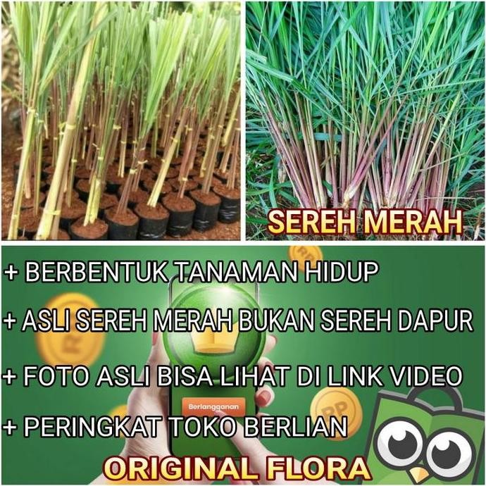 

Terlaris Bibit Tanamanobat Serai Wangi Merah Sereh Merah (Cymbopogon Nardus)