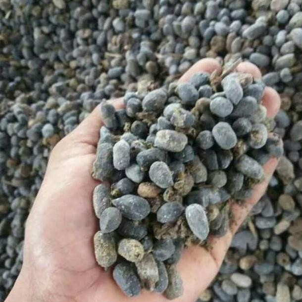 

Terlaris Ready Stock Pupuk Kandang Kambing Kasar (Geek Farmer)