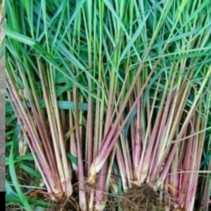

Terlaris Jual Bibit Sereh Merah,Bibit Herbal Sereh Wangi Perpaket 5 Btng