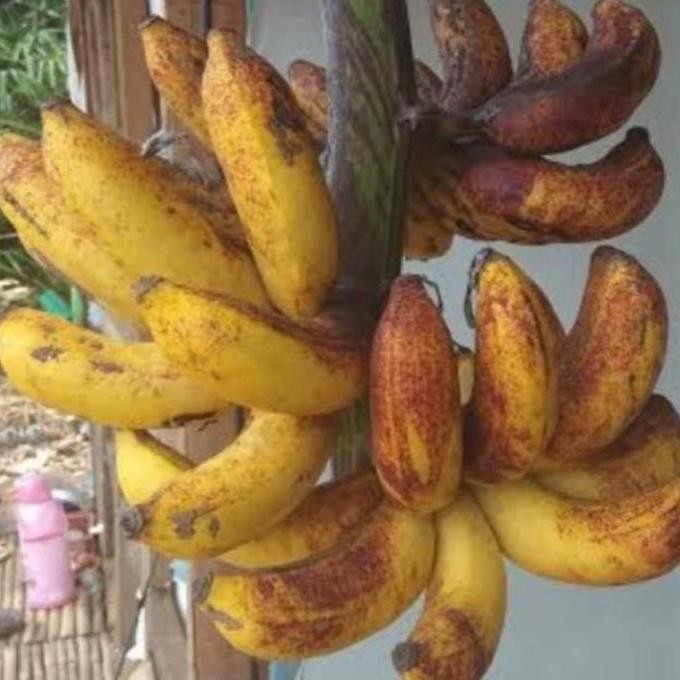 

Terlaris Bibit Tanaman Buah Pisang Raja Sereh Unggul Berkwalitas Super Genjah