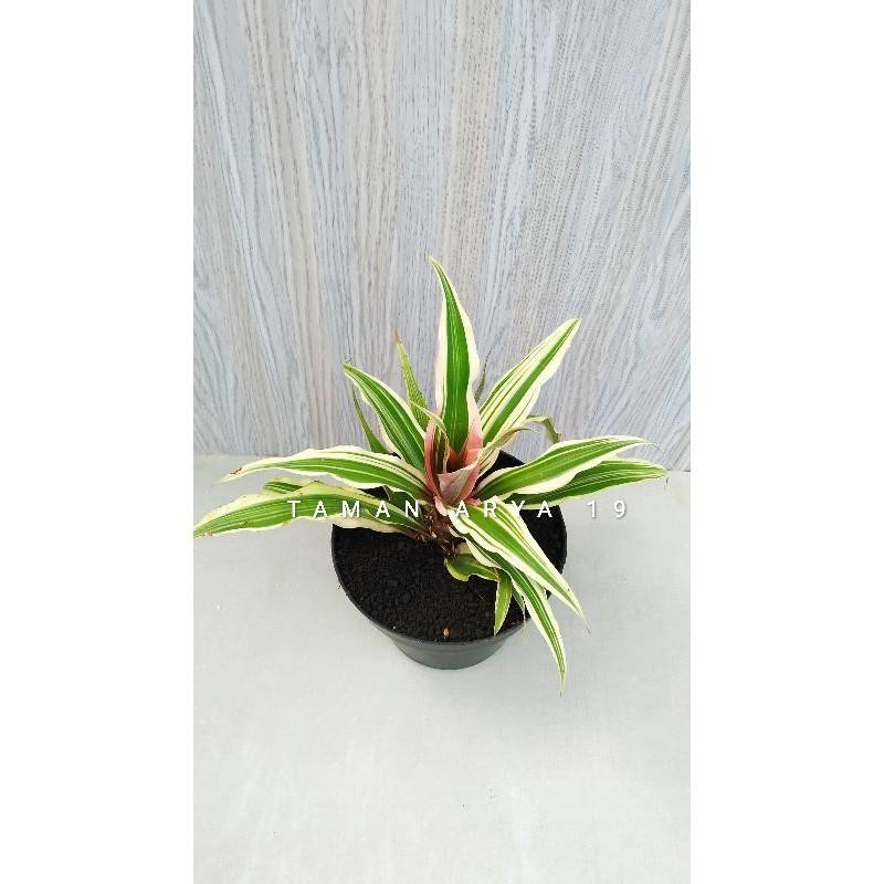 Tanaman Hias Bromeliad Chryptantus Tricolour