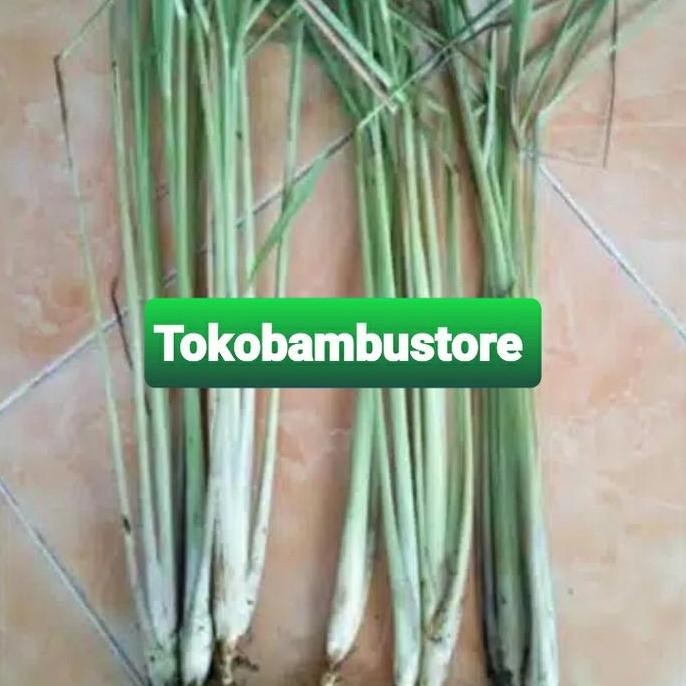 

Terlaris Bibit Sereh Bumbu Serai Bumbu Isi 10 Bibit