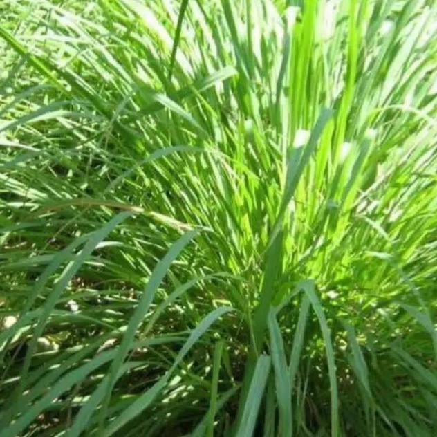 

Terlaris Bibit Sereh Wangi Berakar
