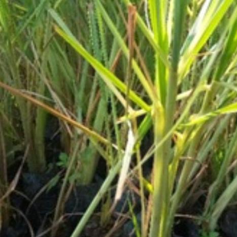 

Terlaris Bibit Sereh Putih Beli 5 Gratis 1