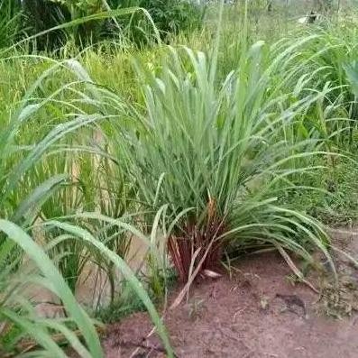 

Terlaris Bibit Pohon Sereh Wangi Obat Herbal