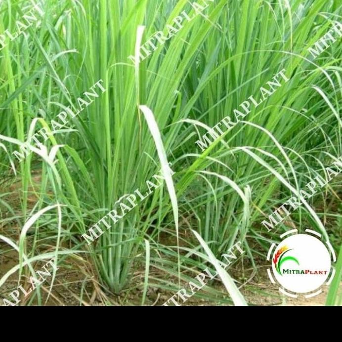 

Terlaris Bibit Sereh Sayur Tanaman Serai Sayur Daun Sereh Daun Serai