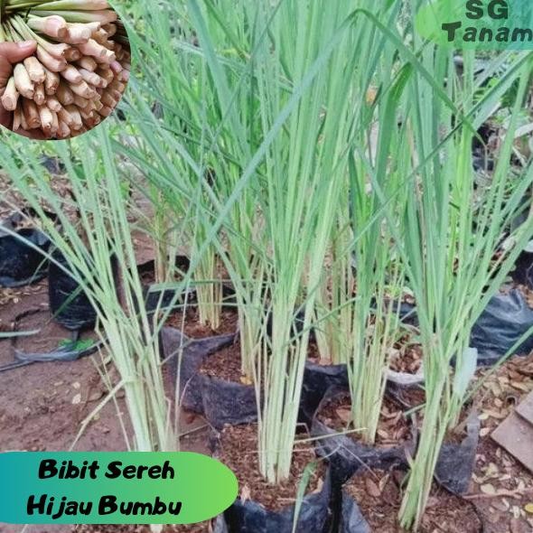 

Terlaris Bibit Sereh Hijau Bibit Sereh Bumbu Bibit Sereh Masak Bahan Dapur