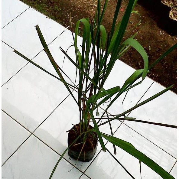 

Terlaris Bibit Tanaman Sereh Wangi /Serai Wangi Zqkeml 4329Jw