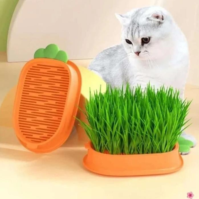 

Terlaris Rumput Kucing Paket Tumbuh Benih Gandum Premium Cat Wheat Grass