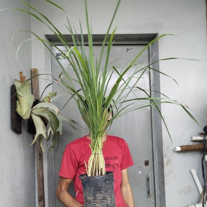 

Terlaris Bibit Tanaman Sereh Hidup, Bumbu Dapur Sereh,Obat Tradisional