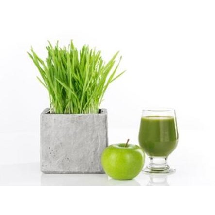 

Terlaris Benih Bibit Biji Wheatgrass Rumput Gandum Import