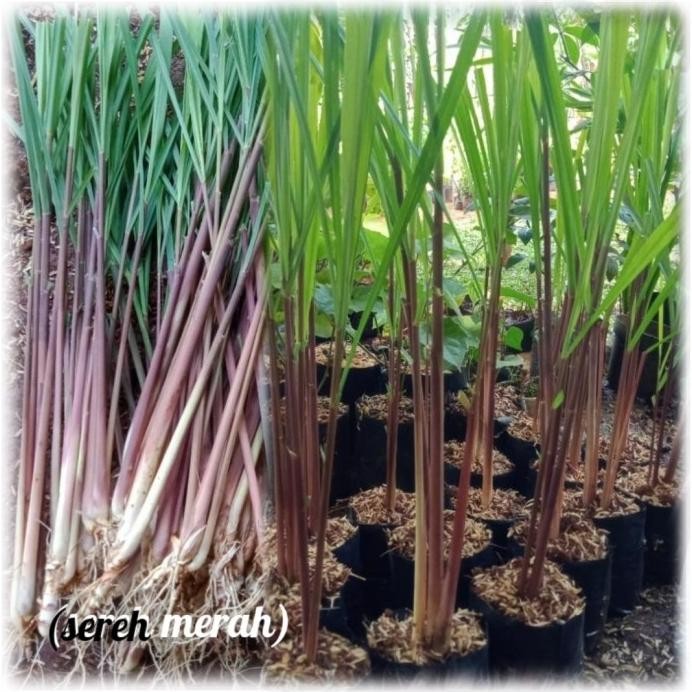 

Terlaris Bibit Tanaman Sereh Merah, Tanaman Serai Wangi Eeee