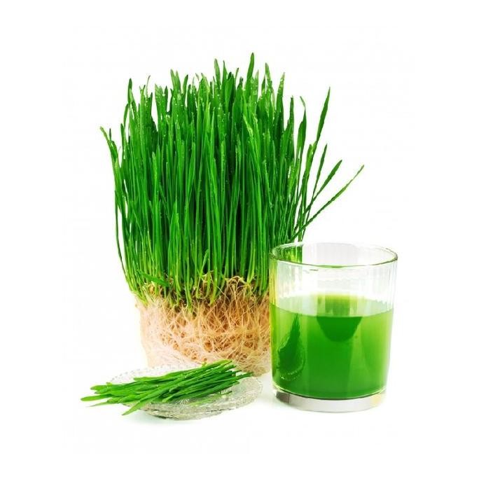 

Terlaris Isi 50 Benih Biji Rumput Gandum / Wheat Grass Known You Seed Repack
