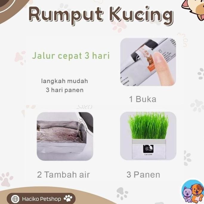

Terlaris Super Produk Haciko Petshop Rumput Kucing Paket Tumbuh Benih Gandum Premium Cat Wheat Grass