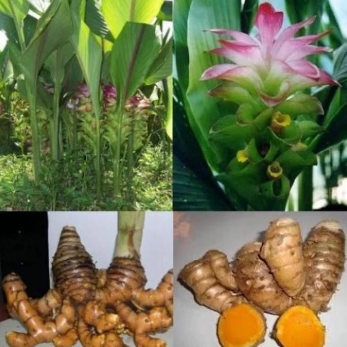 

Terlaris Bibit Tanaman Pohon Temulawak Herbal