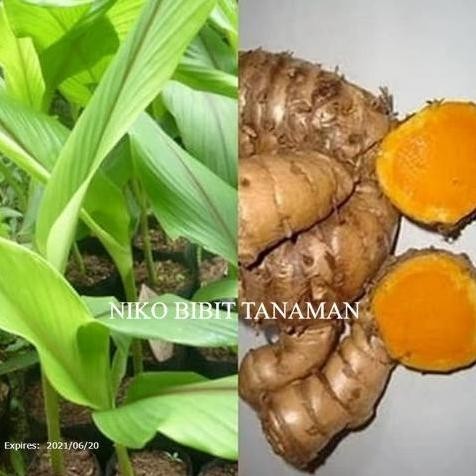 

Terlaris Terlaris Niko~ Bibit Temulawak (Herbal) Siap Tanam Beli 5 Gratis 1