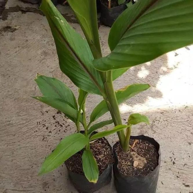 

Terlaris Bibit Tanaman Herbal Temulawak