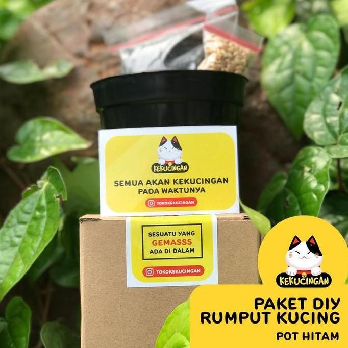 

Terlaris Jeky_Store Rumput Kucing Paket Tanam Benih Gandum Wheatgrass Premium Obat Hairball Lengkap