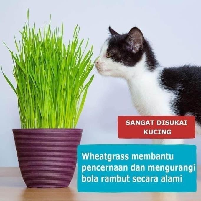 

Terlaris Benih Bibit Wheat Grass - Wheatgrass / Rumput Gandum / Import 10 Gr