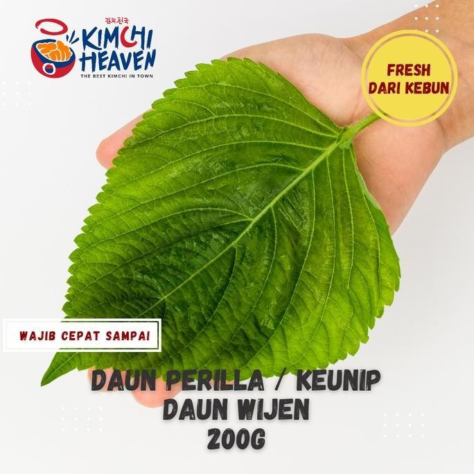 

Terlaris Daun Perilla /Knip / Sisho/ Daun Wijen Segar 200G