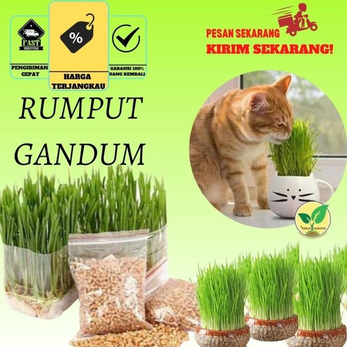 

Terlaris Benih Bibit Seed Rumput Gandum Untuk Kucing Microogren /Wheat Grass / Wheatgrass Seed Kemasan Aluminium