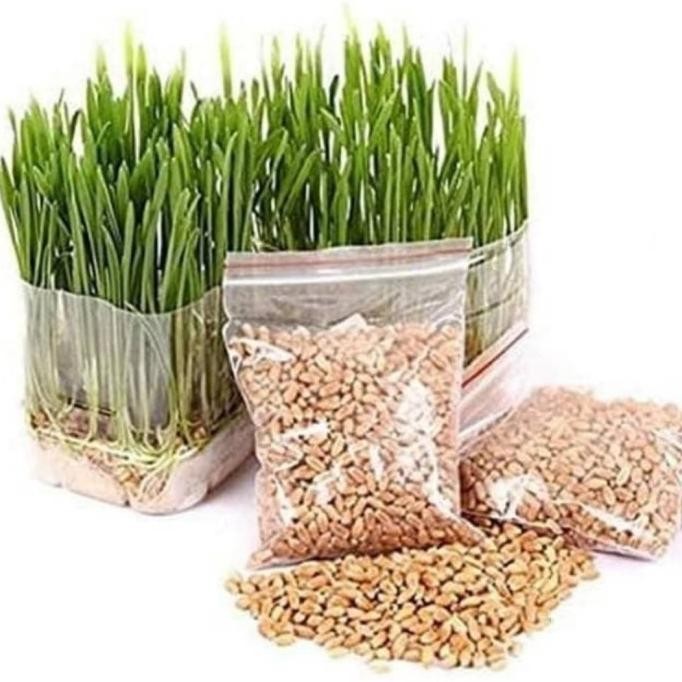 

Terlaris 100G Benih Wheat Grass Biji Gandum Rumput Kucing Cat