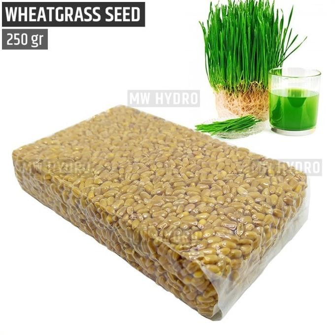 

Terlaris Xz1- Benih Wheat Grass / Wheatgrass Seed / Biji Rumput Gandum - 250 Gram