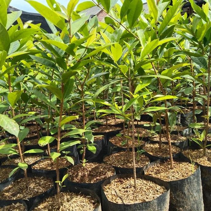 

NEW Tanaman 'Daun Salam' bumbu dapur/ bahan masakan/daun salam MURAH BERKUALITAS