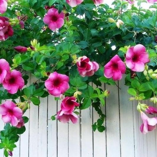 NEW Tanaman hias Bunga Alamanda/ Bunga terompet/ cocok utk menghiasi taman MURAH BERKUALITAS