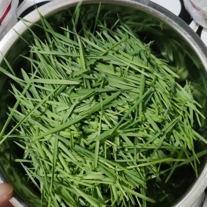

Terlaris Fresh Benih Wheat Grass 1Kg Biji Gandum 1Kg Bibit Wheat Grass 1Kg Murah