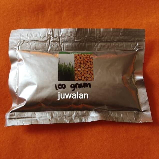 

Terlaris Gandum Wheatgrass Benih Gram 100 Gandum Catgrass Rumput