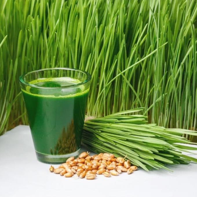

Terlaris Hot Benih Wheatgrass 25 Gr Biji Microgreen Rumput Gandum Wheat Grass