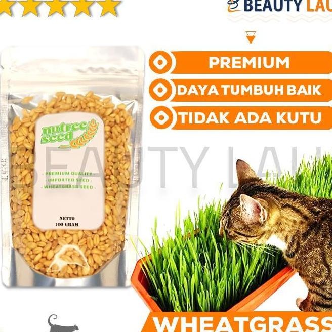 

Terlaris Ankn Benih Rumput Gandum Kucing 100Gr Bibit Wheatgrass Microgreen Seed
