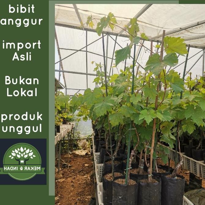 

Bibit tanaman anggur import / pohon buah anggur import