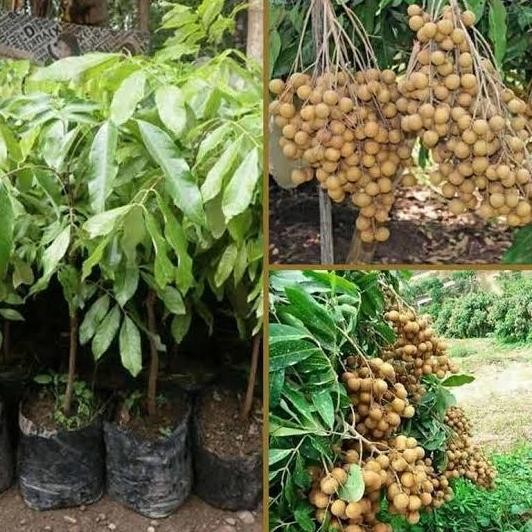 

bibit lengkeng kristal buah lengkeng pohon lengkeng super genjah