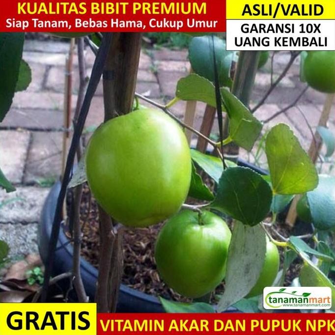 

Bibit Putsa Asli Bergaransi, Pohon Apel India Okulasi Valid
