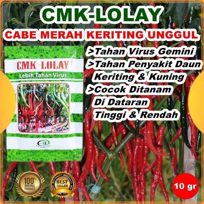 

Benih CMK Lolay 10 Gram Bibit Cabai Merah Keriting Unggul