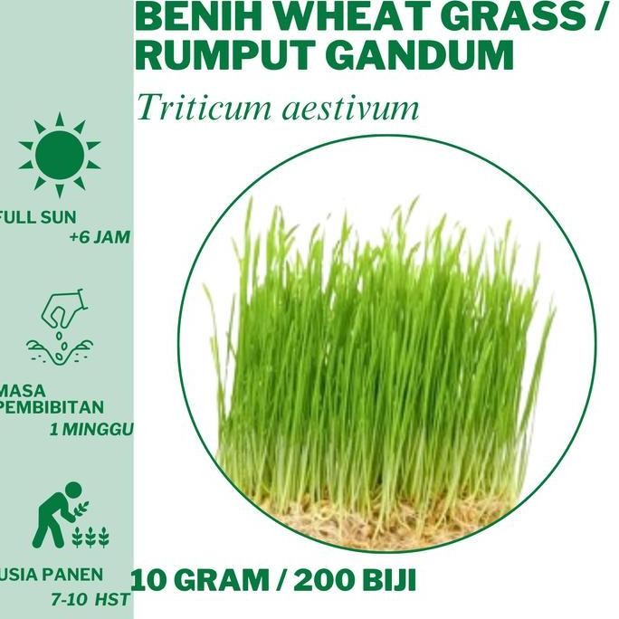 

Terlaris 447 Benih Wheat Grass / Rumput Gandum Bibit Unggulan Hidroponik Tanam
